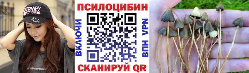 Галлюциногенные грибы Psilocybine cubensis  купить  цена  Ивантеевка 